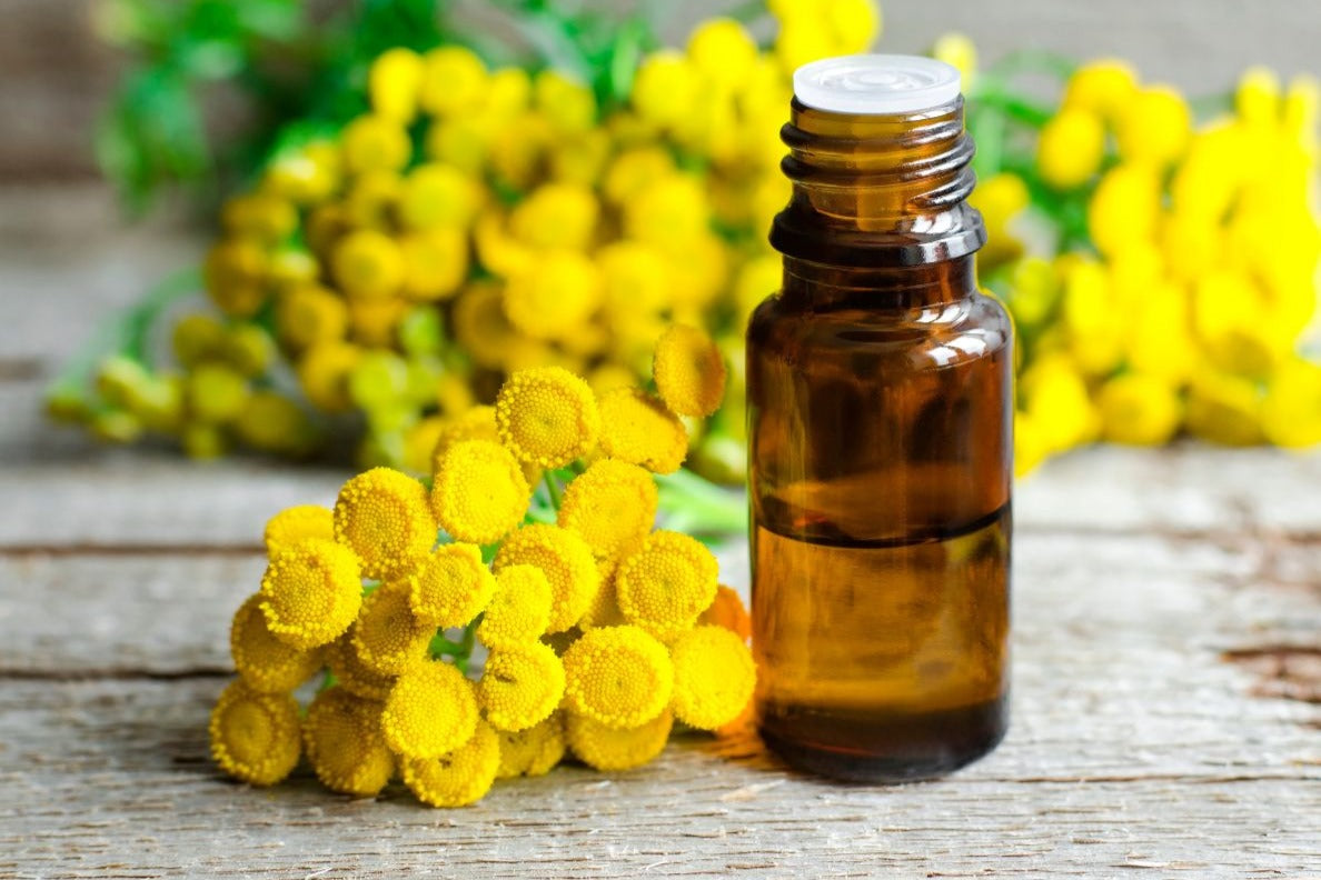 Blue Tansy Oil: The Calming Blue Treasure for Your Skin